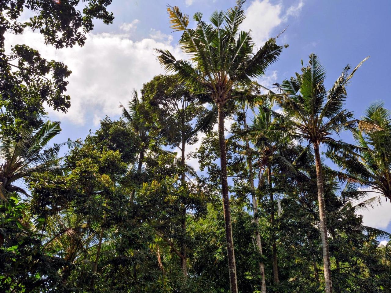 Gunung An Retreat Ξενοδοχείο Ουμπούντ Εξωτερικό φωτογραφία